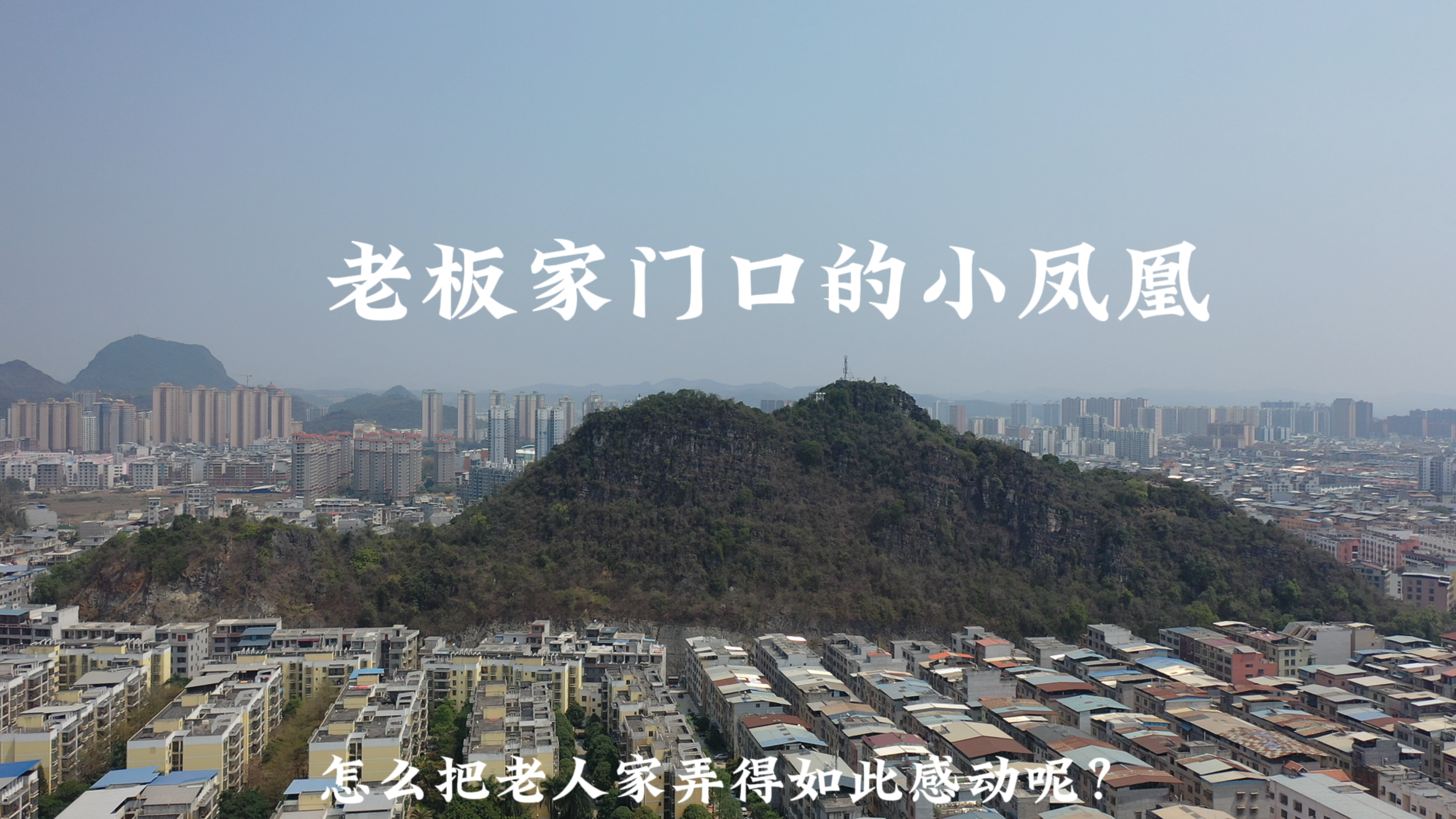 老板家门口的小凤凰.png
